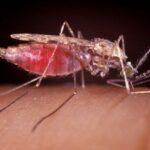 Understanding Artemisinin Resistance: A Conversation with Dr. Charlie Woodrow